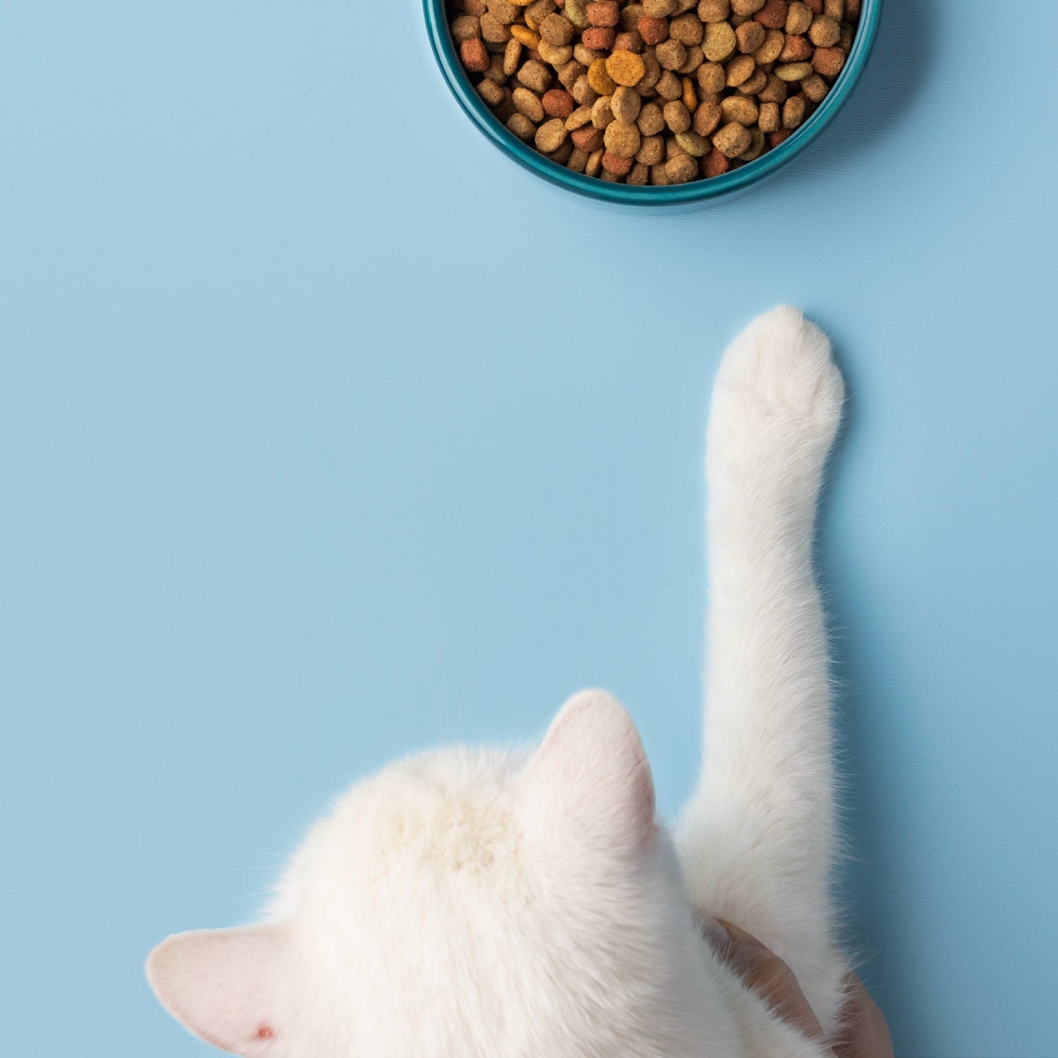 Cat Foods