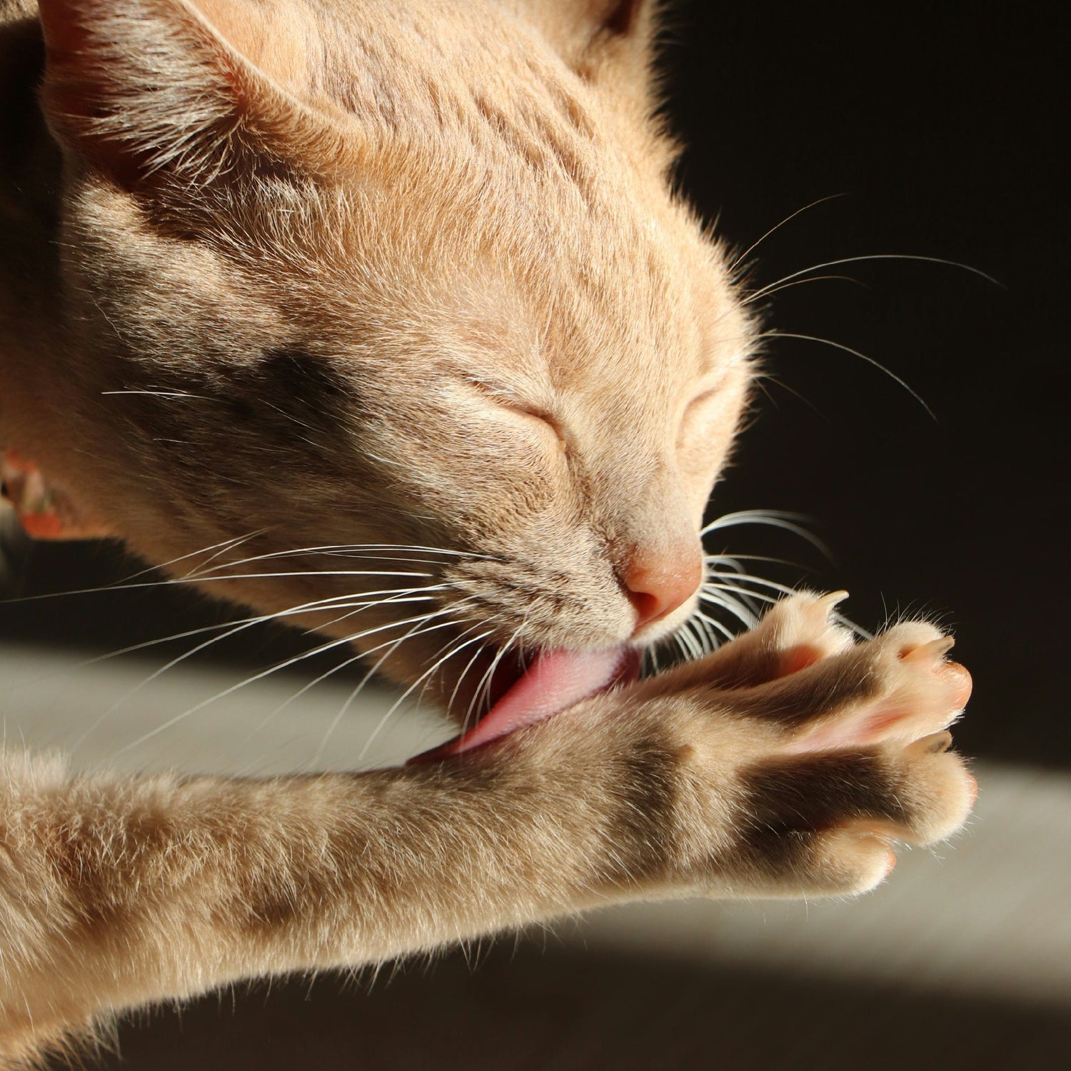Cat Grooming