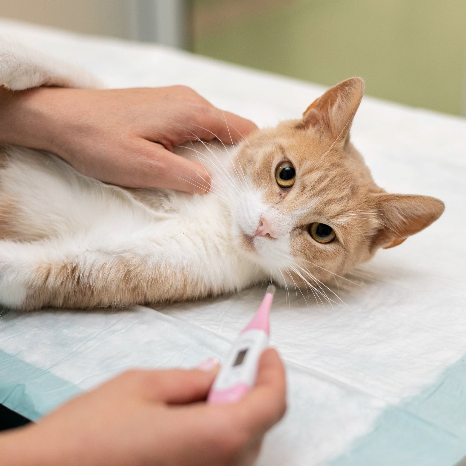 Cat Health Supplies