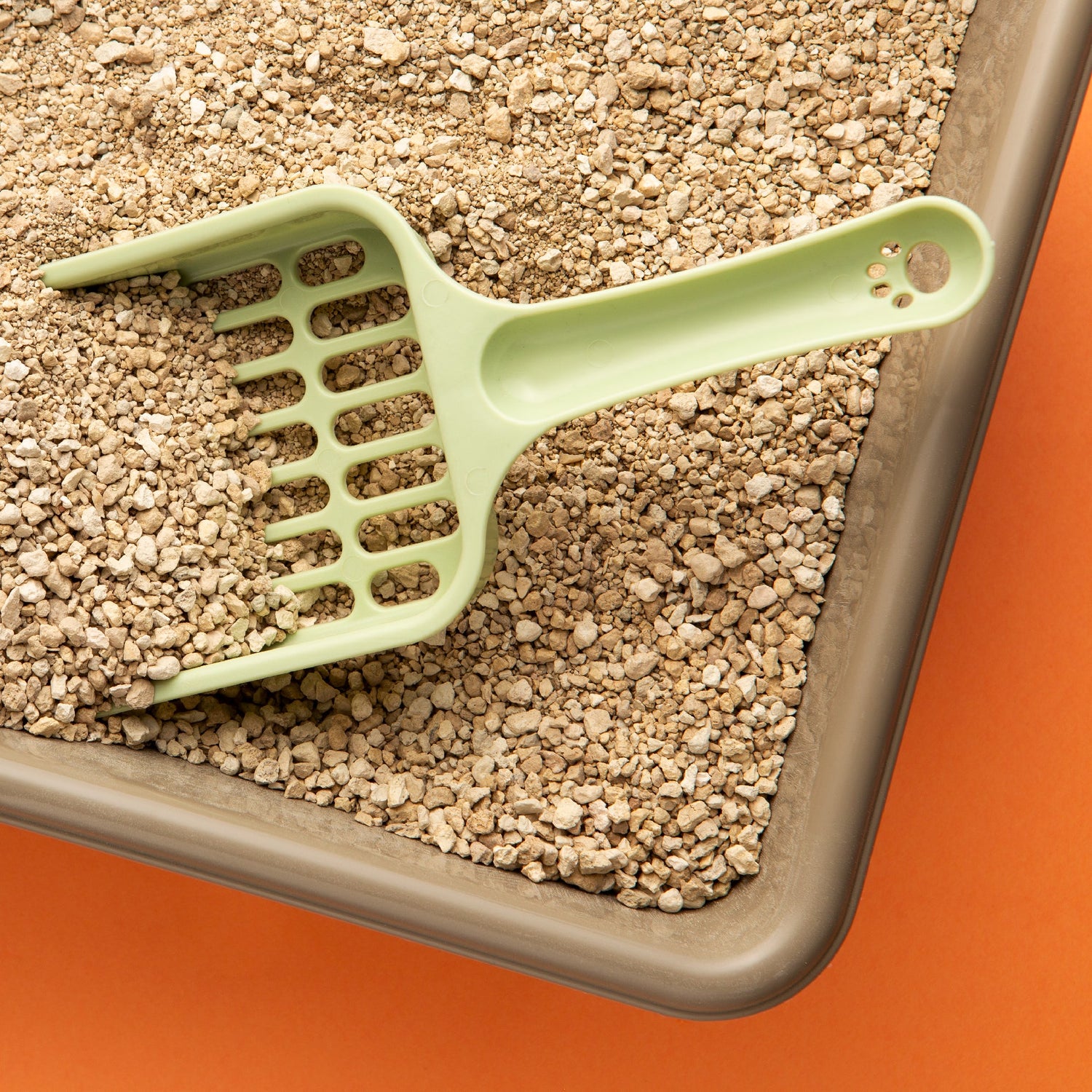 Cat Litter & Housebreaking