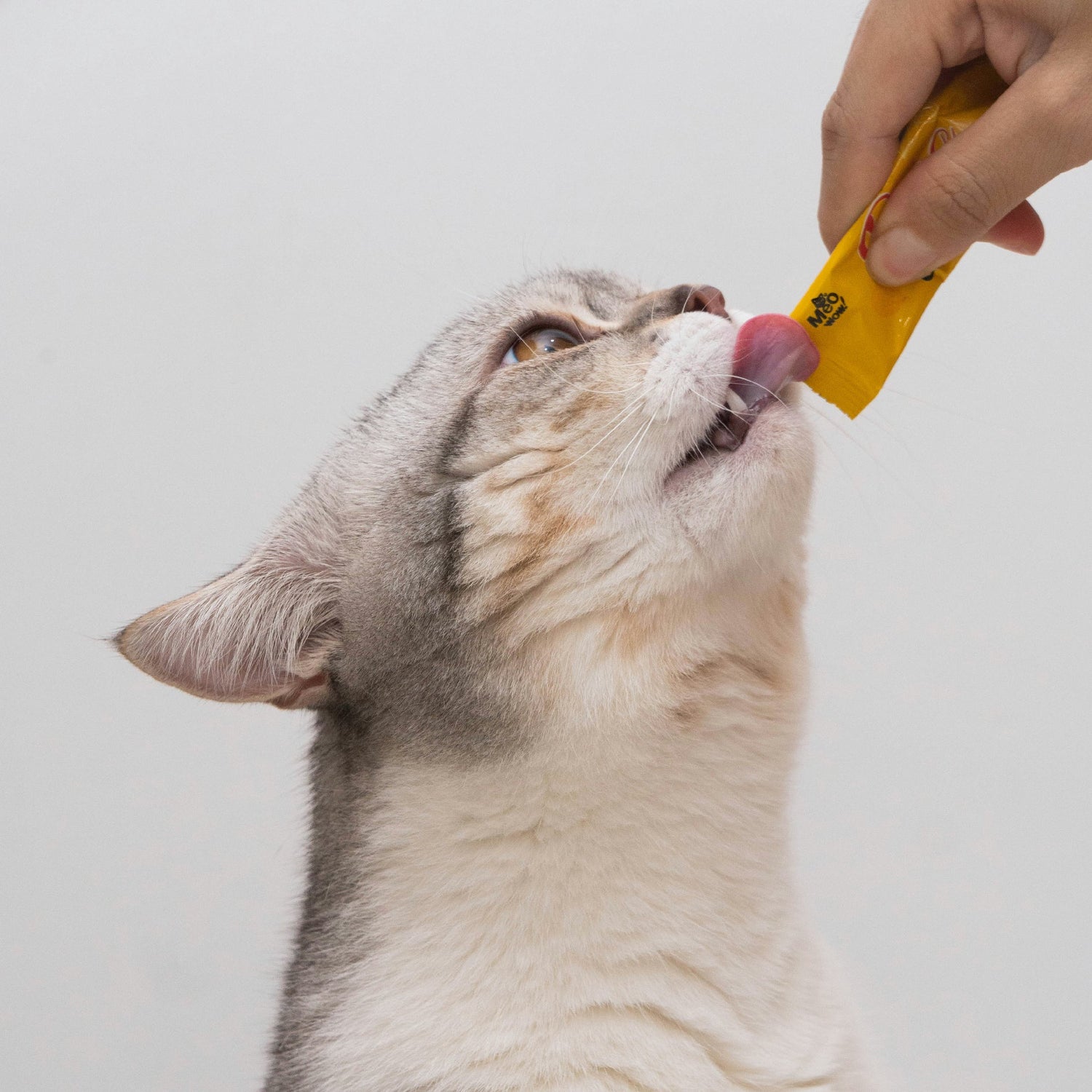 Cat Treats