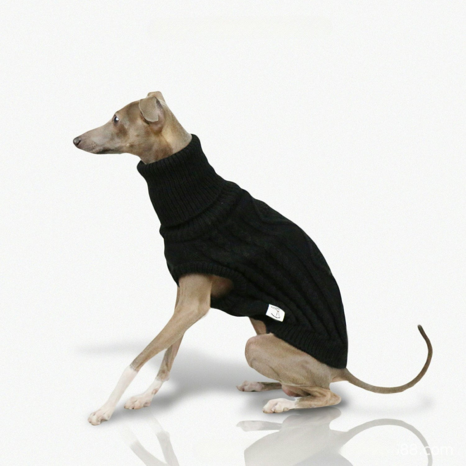Dog Apparel & Accessories