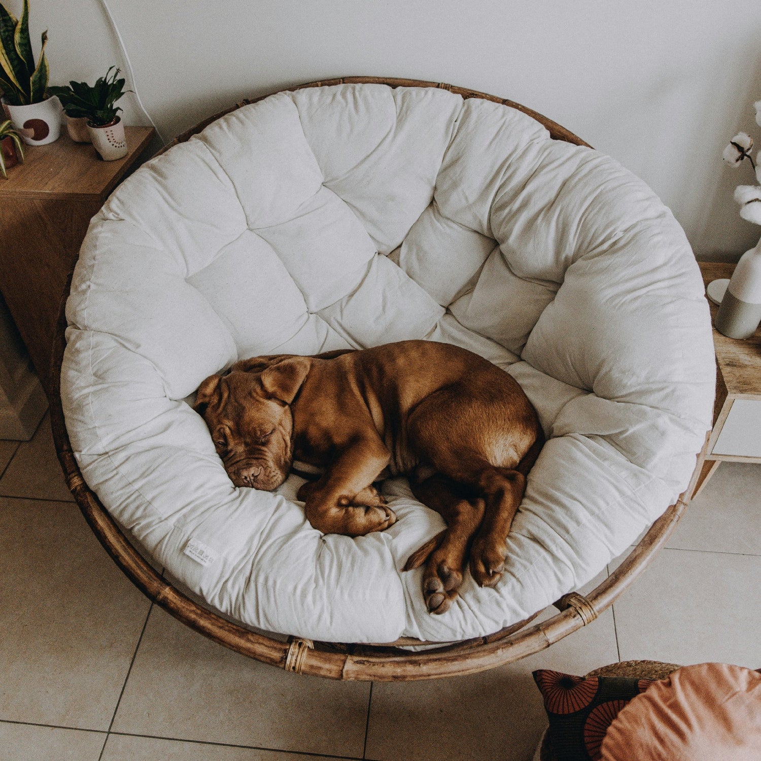 Dog Beds & Furniture