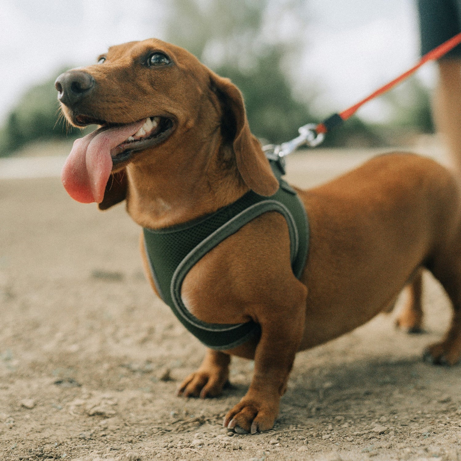 Dog Harnesses & Leashes