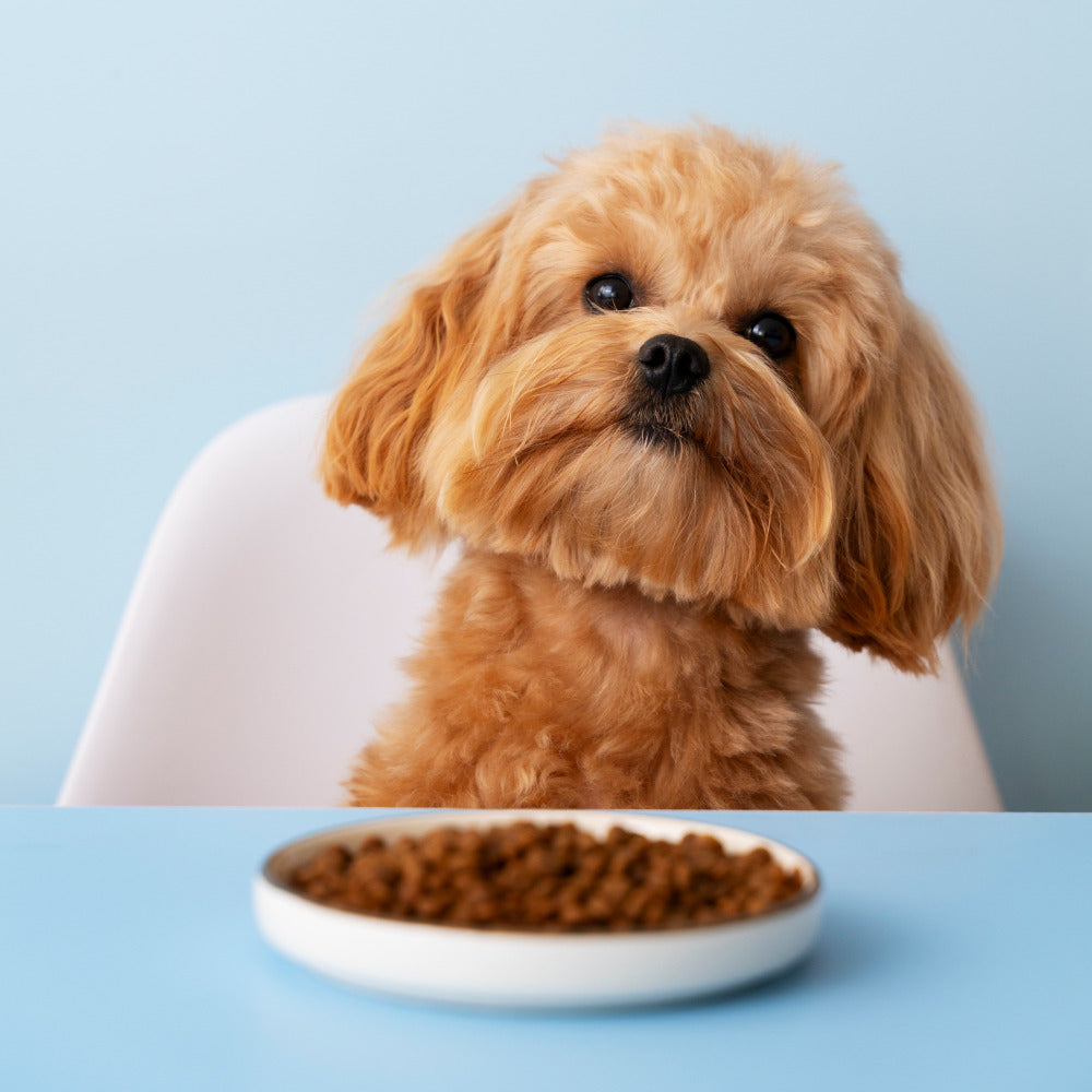 Dog Foods