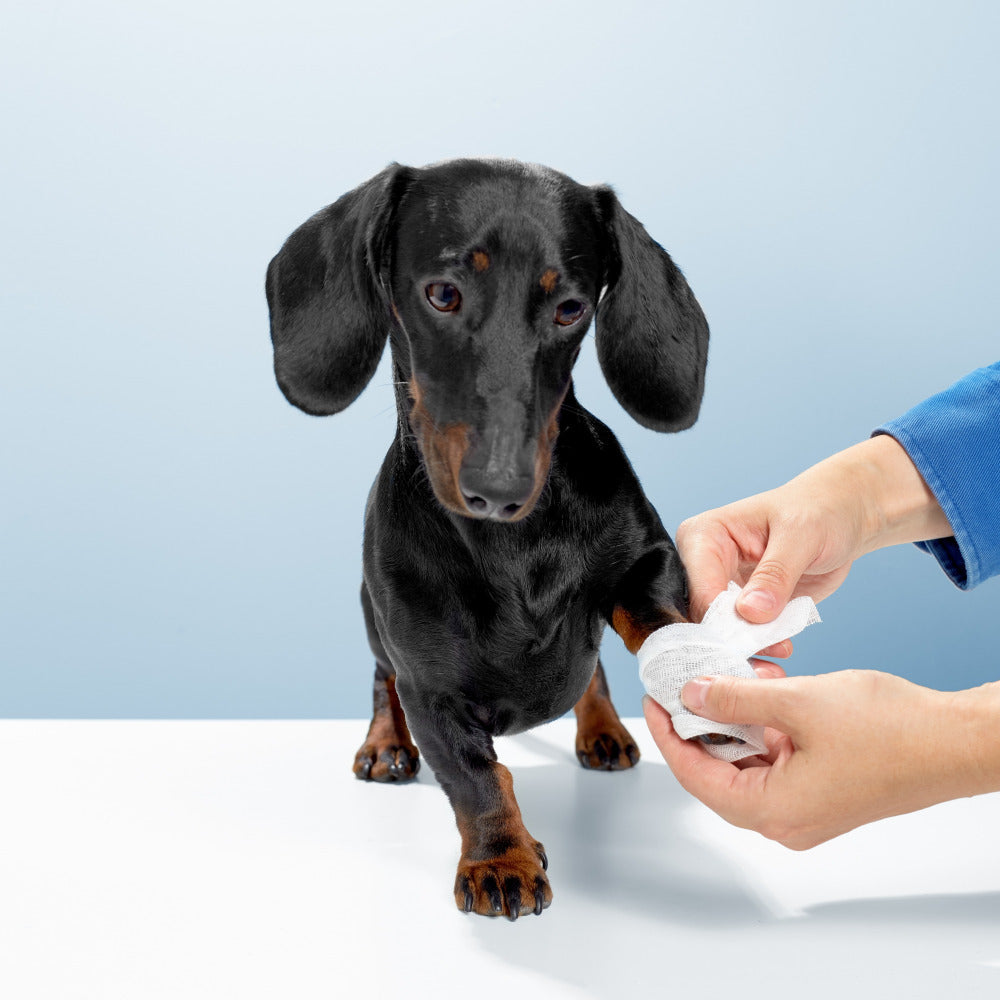 Dog Health Supplies