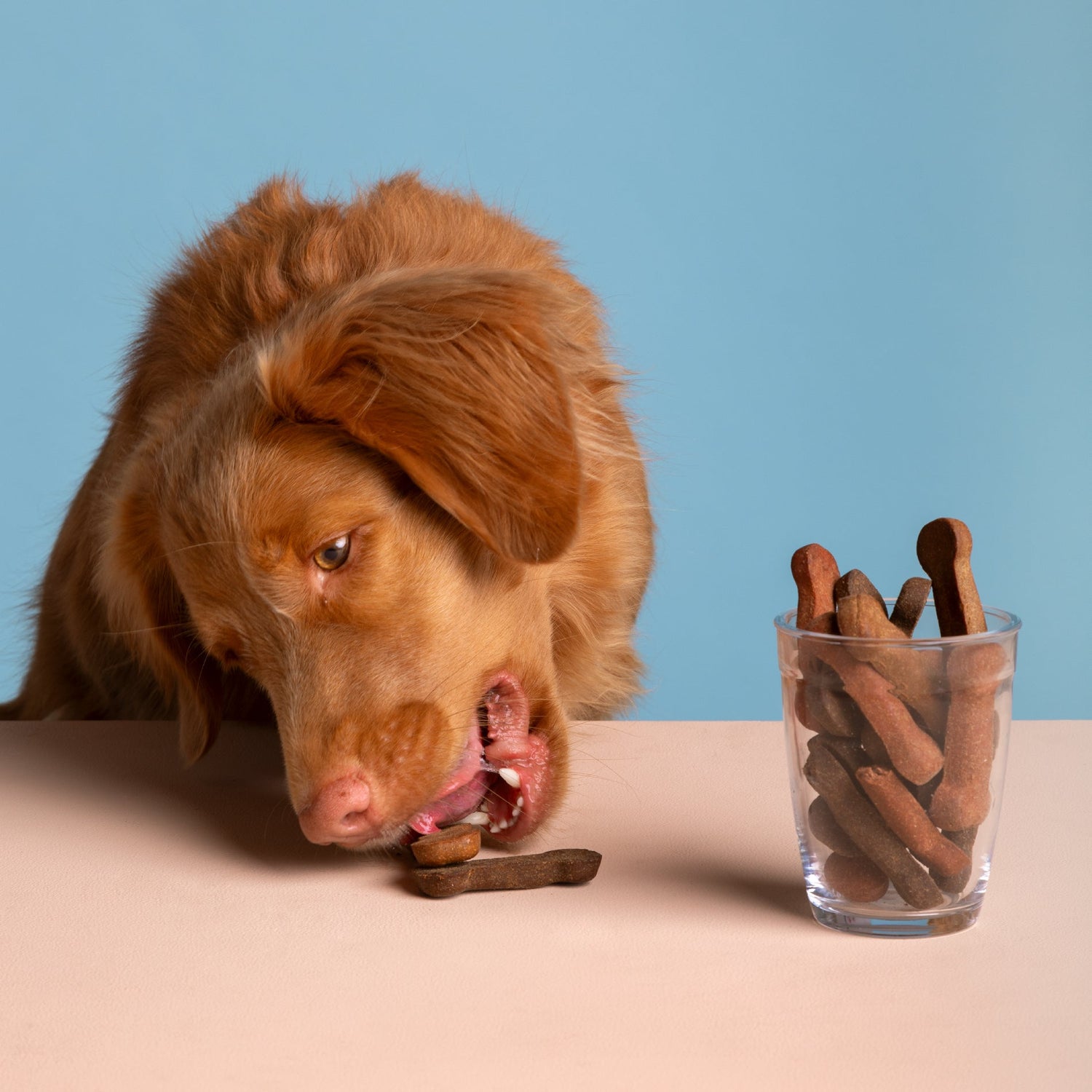Dog Treats