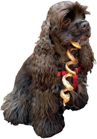 HDP Dental Floss Jumbo Curly Bully Sticks Light 7"-9" Made in USA Size:Pack of 100