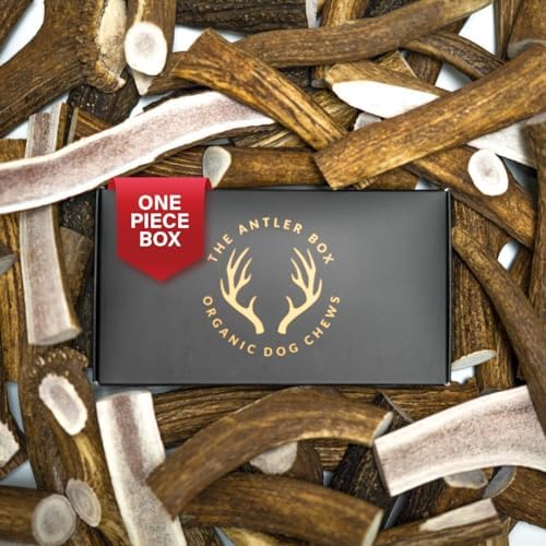 The Antler Box Premium Elk Antler Dog Chews (1 Piece Box) (Whole, Medium (2-4Oz)