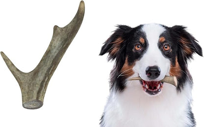 Premium White Tail Deer Antler Dog Chews, 100% All Natural, Naturally Shed Antlers, Select Cut to Size, Sanded Smooth, Dog Bones (1 Pack) (Small)