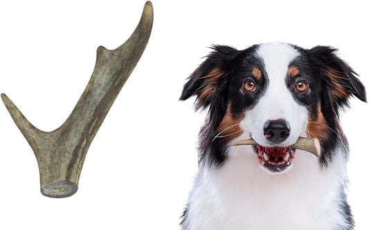 Premium White Tail Deer Antler Dog Chews, 100% All Natural, Naturally Shed Antlers, Select Cut to Size, Sanded Smooth, Dog Bones (1 Pack) (Small)