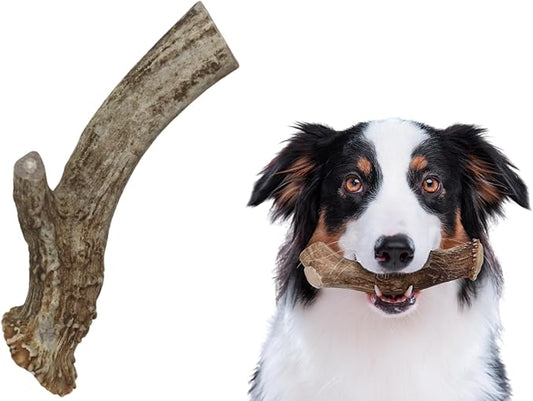 Premium White Tail Deer Antler Dog Chews, 100% All Natural, Naturally Shed Antlers, Select Cut to Size, Sanded Smooth, Dog Bones (1 Pack) (Extra Large)