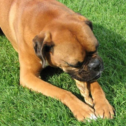 Pawstruck Natural 9” Braided Bully Sticks for Dogs - Tough Long Lasting, Rawhide Free, Low Odor, Healthy Single Ingredient Chew Treat for Aggressive Chewers - 10 Count - Packaging May Vary