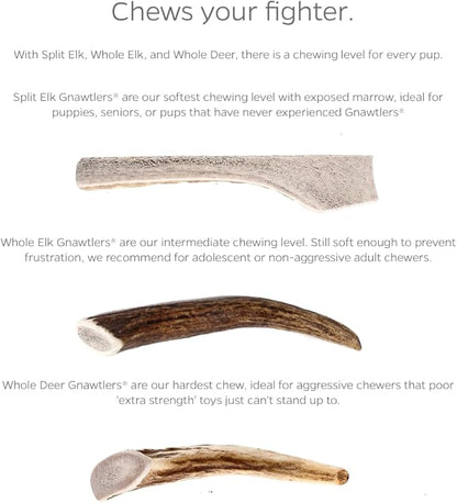 Pet Parents Gnawtlers- Premium Elk Antlers for Dogs, Naturally Shed Elk Antlers for Dogs Heartland Regions (Extra Large)