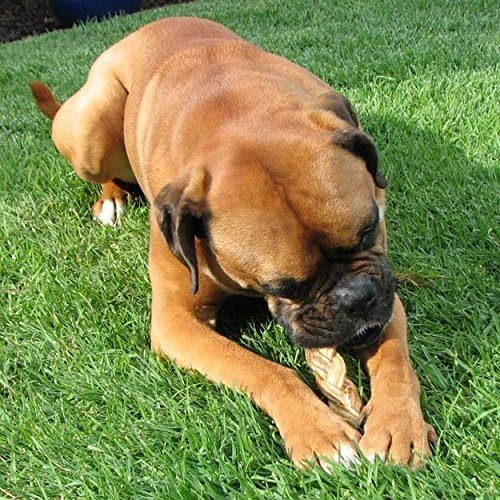 Pawstruck Natural 5” Braided Bully Sticks for Dogs - Tough Long Lasting, Rawhide Free, Low Odor, Healthy Single Ingredient Chew Treat for Aggressive Chewers - 10 Count - Packaging May Vary