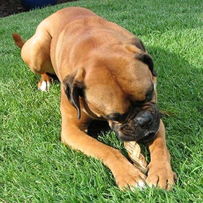 Pawstruck Natural 5” Braided Bully Sticks for Dogs - Tough Long Lasting, Rawhide Free, Low Odor, Healthy Single Ingredient Chew Treat for Aggressive Chewers - 10 Count - Packaging May Vary