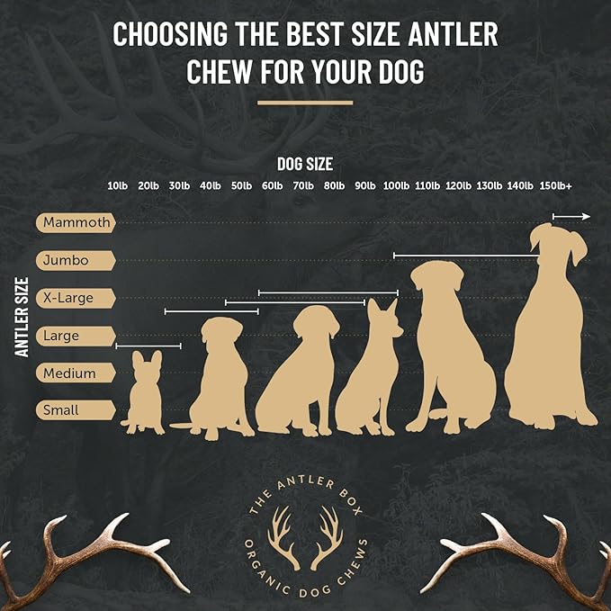 The Antler Box Premium Elk Antler Dog Chews (1 Piece Box) (Split, Large (4-6Oz)