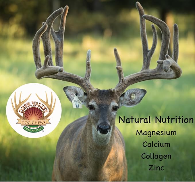 Deer Valley Dog Chews (Giant Single, 8-10 Inches) Sustainably-Sourced Deer Antler for Extra Large Dog Breeds - Durable Dog Chew Bone for Aggressive Chewers