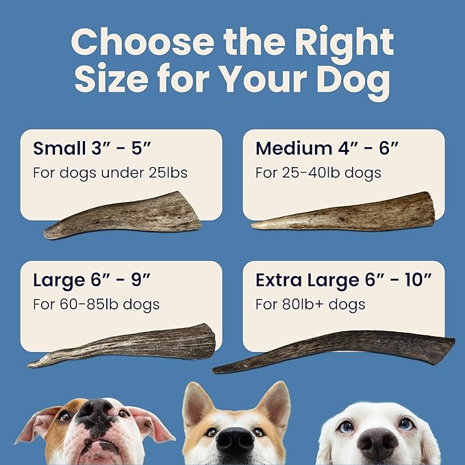 The Proper Hound® Whole Elk Antlers for Dogs [Long Lasting] - Elk Bones for Dogs Humanely Sourced - Elk Horns for Dogs - Big Dog Elk Antler Chews - Antlers for Dogs Large 60-85 Pounds - Ready to CHEW