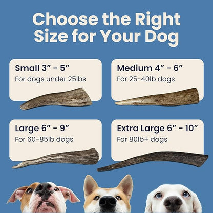 The Proper Hound® Whole Elk Antlers for Dogs [Long Lasting] - Elk Bones for Dogs Humanely Sourced - Elk Horns for Dogs - Big Dog Elk Antler Chews - Antlers for Dogs Large 60-85 Pounds - Ready to CHEW