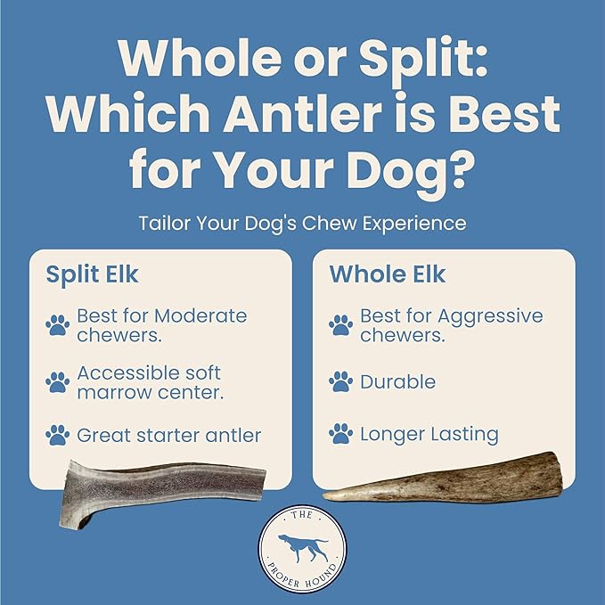 The Proper Hound® Whole Elk Antlers for Dogs [Long Lasting] - Elk Bones for Dogs Humanely Sourced - Elk Horns for Dogs - Dog Elk Antler Chews - Antlers for Dogs Medium 25-40 Pounds - Ready to CHEW