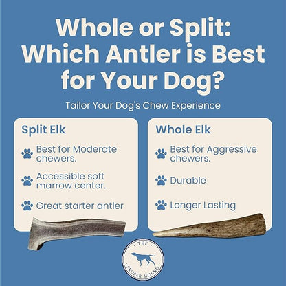 The Proper Hound® Whole Elk Antlers for Dogs [Long Lasting] - Elk Bones for Dogs Humanely Sourced - Elk Horns for Dogs - Dog Elk Antler Chews - Antlers for Dogs Medium 25-40 Pounds - Ready to CHEW