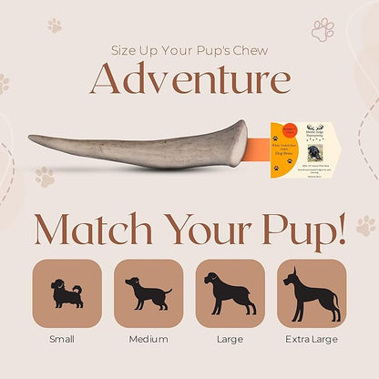 Premium White Tail Deer Antler Dog Chews, 100% All Natural, Naturally Shed Antlers, Select Cut to Size, Sanded Smooth, Dog Bones (1 Pack) (Small)