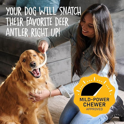 Snatchers Deer Antlers for Mild to Aggressive Chewers – Durable, Naturally Shed Antlers for Dogs Processed in The USA, No Additives (Large, 1 Count)