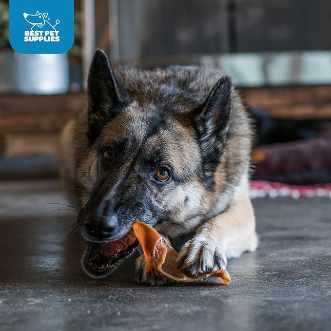 GigaBite Roasted Pig Ears for Dogs, Natural and Healthy Chews, Treats in Whole, Slices, or Sticks, Safe for Puppies and Aggressive Chewers, Clean Teeth and Gums - Pack of 100