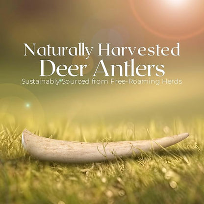 Premium White Tail Deer Antler Dog Chews, 100% All Natural, Naturally Shed Antlers, Select Cut to Size, Sanded Smooth, Dog Bones (1 Pack) (Small)