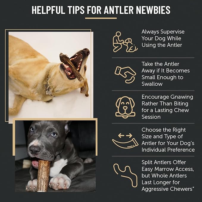 The Antler Box Premium Elk Antler Dog Chews (1 Piece Box) (Whole, Medium (2-4Oz)
