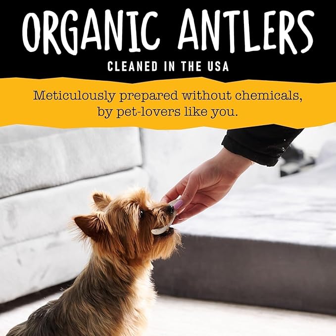 Snatchers Deer Antlers for Mild to Aggressive Chewers – Durable, Naturally Shed Antlers for Dogs Processed in The USA, No Additives (Large, 1 Count)