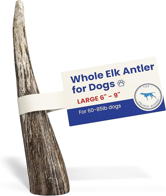 The Proper Hound® Whole Elk Antlers for Dogs [Long Lasting] - Elk Bones for Dogs Humanely Sourced - Elk Horns for Dogs - Big Dog Elk Antler Chews - Antlers for Dogs Large 60-85 Pounds - Ready to CHEW