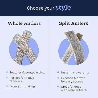 Good Trouble Pets Premium Elk Antlers for Large Dogs - All-Natural, Shed Antler Chews for Dental Health & Calming - Durable Dog Bones for Aggressive Chewers - Cruelty-Free, North American Sourced