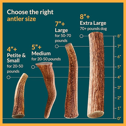 100% Natural - Elk Antlers for Dogs (3 Pack) - Chewers - Naturally Shed in USA - Dog Antler Chews for Medium Breeds - Natural, Long-Lasting Treats for Aggressive Chewers - No Odor & No Mess - Medium