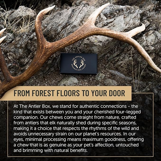 The Antler Box Premium Elk Antler Dog Chews (1 Piece Box) (Whole, Medium (2-4Oz)