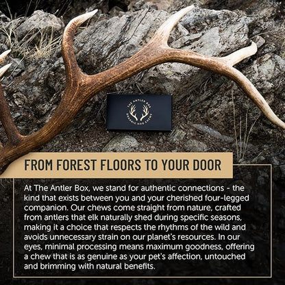 The Antler Box Premium Elk Antler Dog Chews (1 Piece Box) (Whole, Medium (2-4Oz)