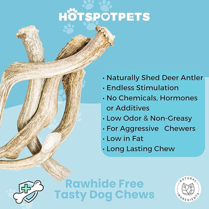 hotspot pets Premium Whole Deer Antlers for Dogs - 10+ Inch Monster Deer Antler Dog Chews - Naturally Shed for Large Breed Aggressive Chewers - Sourced in USA (1, Monster Antler)
