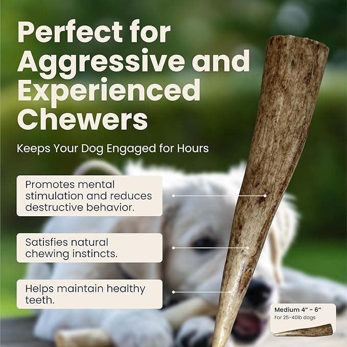 The Proper Hound® Whole Elk Antlers for Dogs [Long Lasting] - Elk Bones for Dogs Humanely Sourced - Elk Horns for Dogs - Dog Elk Antler Chews - Antlers for Dogs Medium 25-40 Pounds - Ready to CHEW