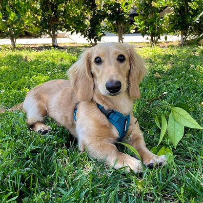 Voyager Step-in Lock Pet Harness - All Weather Mesh, Adjustable Step in Harness for Cats and Dogs by Best Pet Supplies - Turquoise, XS