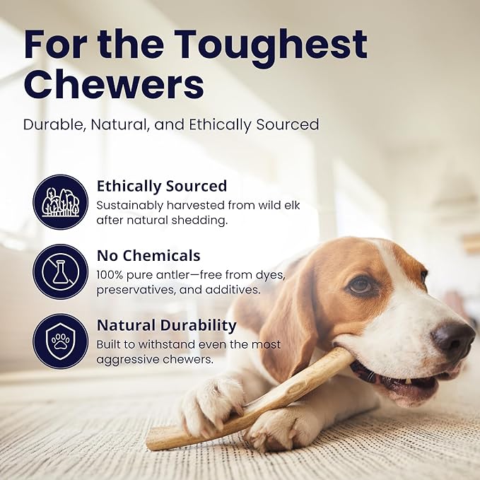 The Proper Hound® Whole Elk Antlers for Dogs [Long Lasting] - Elk Bones for Dogs Humanely Sourced - Elk Horns for Dogs - Dog Elk Antler Chews - Antlers for Dogs Medium 25-40 Pounds - Ready to CHEW