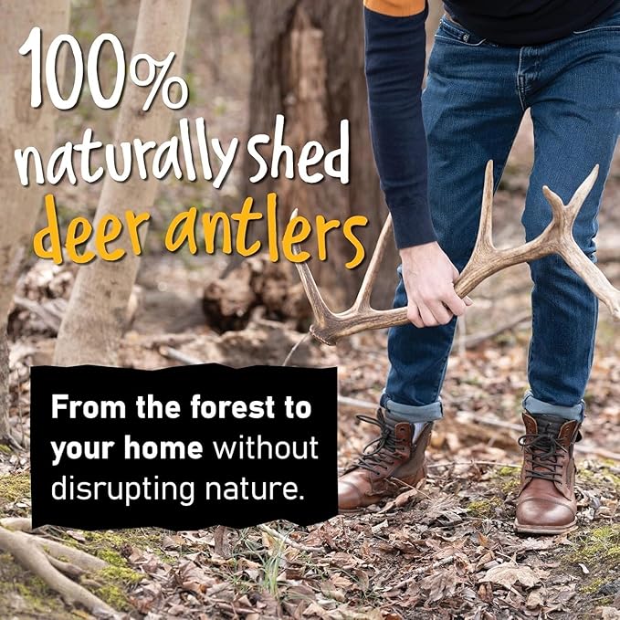 Snatchers Deer Antlers for Mild to Aggressive Chewers – Durable, Naturally Shed Antlers for Dogs Processed in The USA, No Additives (Large, 1 Count)