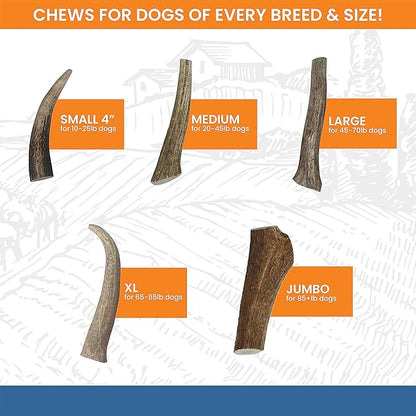 Elk Antlers for Dogs - Made in USA, Natural, Long-Lasting Dog Antler Chews - Split Antlers for Aggressive Chewers - Deer Antler Chew Bones for Small, Medium, Large & Extra Big Dogs