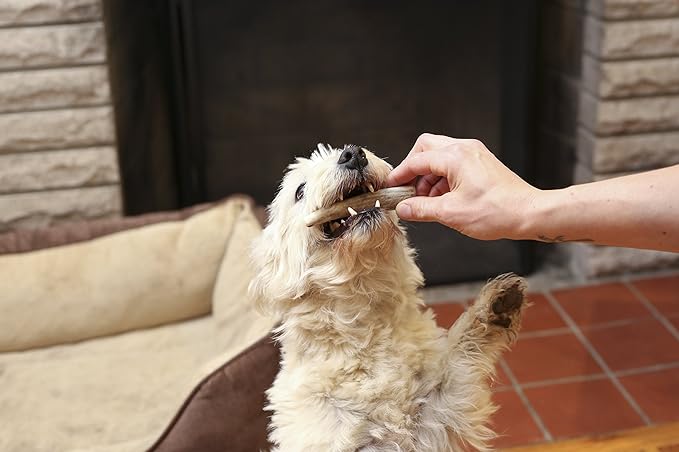 Pet Parents Gnawtlers-Premium Deer Antlers for Dogs, Naturally Shed Deer Antlers, All Natural Deer Antler Dog Chew, Selected from The Heartland Region (Small, 1 Count)