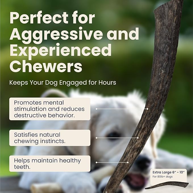 The Proper Hound® Whole Elk Antlers for Dogs [Long Lasting] - Elk Bones for Dogs Humanely Sourced - Elk Horns for Dogs - Dog Elk Antler Chews - Antlers for Dogs Extra Large >80 Pounds - Ready to CHEW