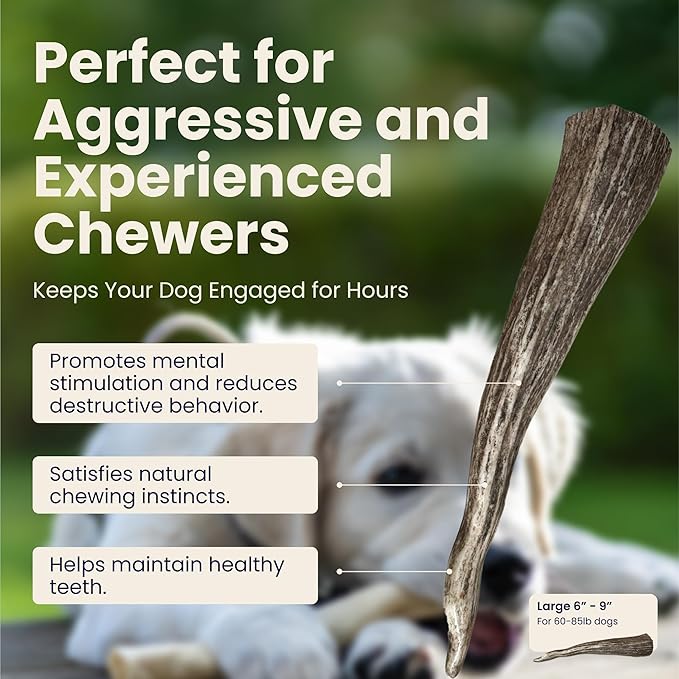 The Proper Hound® Whole Elk Antlers for Dogs [Long Lasting] - Elk Bones for Dogs Humanely Sourced - Elk Horns for Dogs - Big Dog Elk Antler Chews - Antlers for Dogs Large 60-85 Pounds - Ready to CHEW