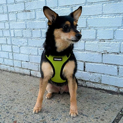 Voyager Step-in Lock Pet Harness - All Weather Mesh, Adjustable Step in Harness for Cats and Dogs by Best Pet Supplies - Lime Green/Black Trim, XL (Pack of 2)