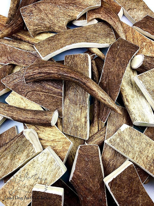 TBA Premium Alaska Moose Antler Dog Chew | 100% Wild Naturally Shed | Grade A | Over Half Pound | for Medium & Large Dogs | Lead Dog Antler Chews | Made in USA
